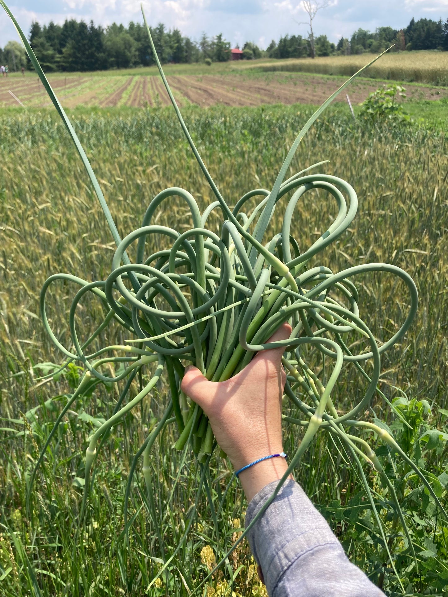 Garlic Scapes