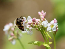 Load image into Gallery viewer, Bela&#39;s Bees Raw Honey: Buckwheat
