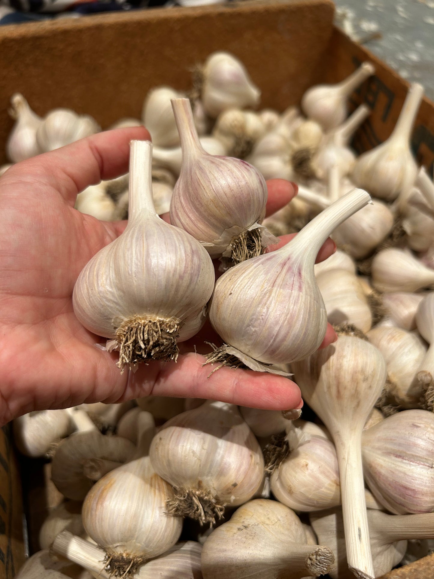 Bela's Organic Garlic