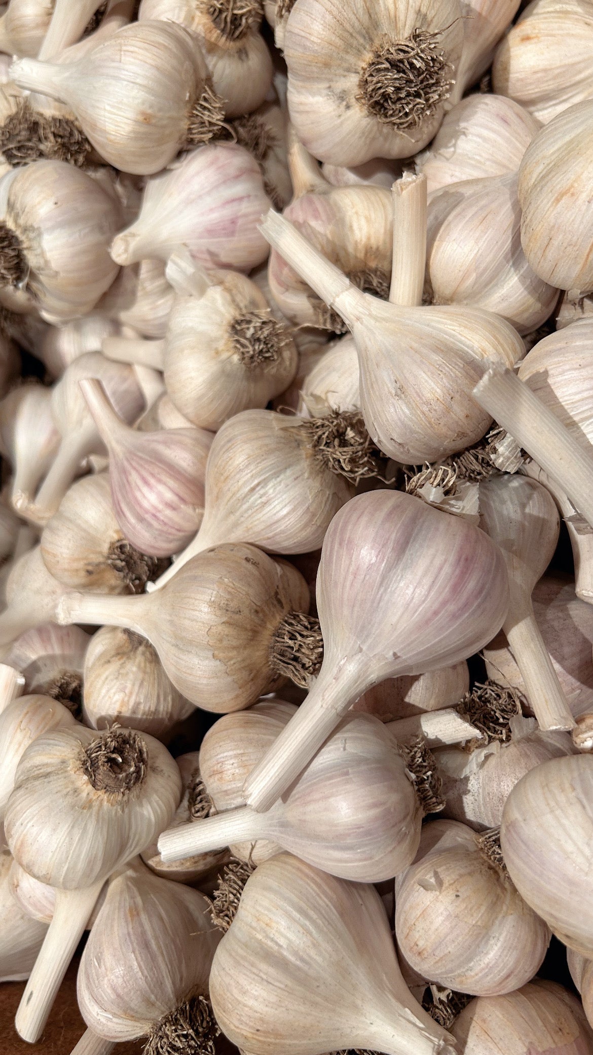 Bela's Organic Garlic