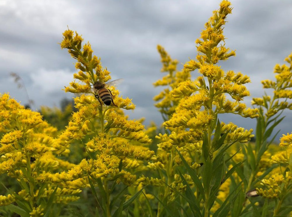 Bela's Bees Raw Honey: Goldenrod