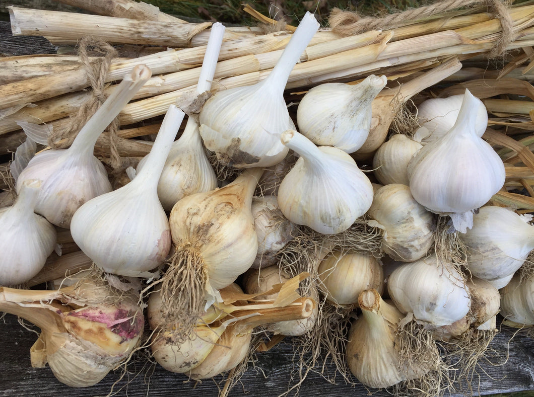 Bela's Organic Garlic