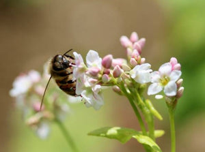 Bela's Bees Raw Honey: Buckwheat
